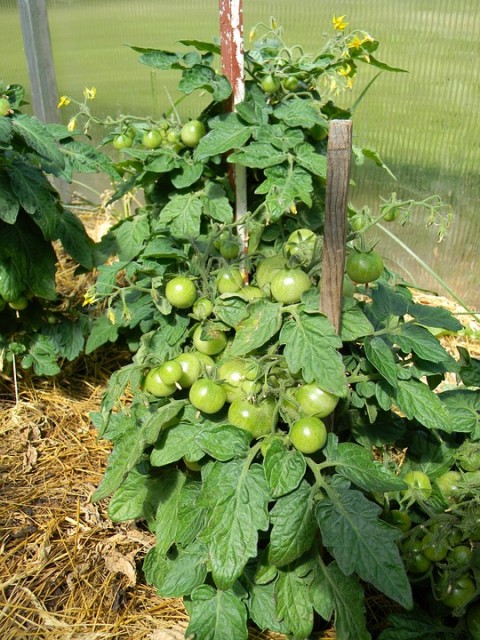 Tomates