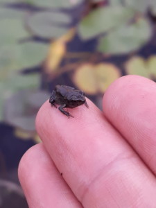 Une minuscule grenouille toute noire, de la taille d'un ongle