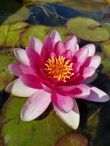 Un splendide nénuphar rouge au cœur jaune-orangé