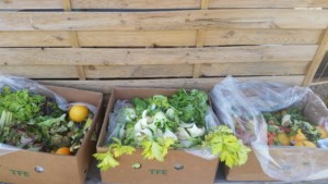 Un carton plein de salades et céleris prêts à être mangés