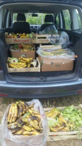 Un coffre de voiture plein de cartons de bananes