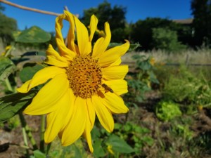 Un tournesol devant lequel vole une abeille qui s’apprête à se poser pour butiner