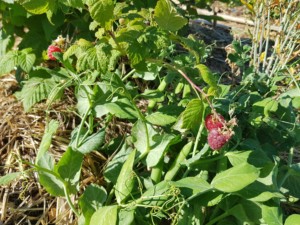 Un buisson dense qui laisse entrevoir trois framboises rosées, presque mûres