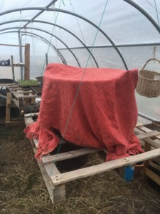 Une grande boite couverte d'une couverture rouge à l'intérieur de la serre. C'est la maison des poussins.