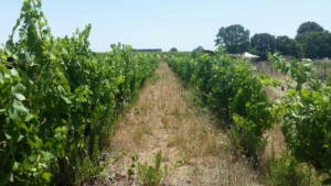 Allée entre deux rangées de vignes impeccablement palissées
