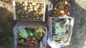 Quatre cagettes de fruits et légumes récupérés des invendus d'un magasin bio