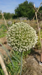 Inflorescence de poireau, une boule constituée de dizaines de minuscules fleurs blanches
