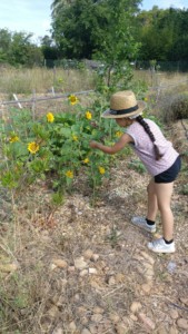 Petite fille de dos qui admire les petits tournesols