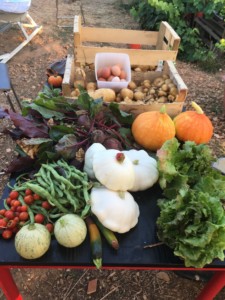 Une table couverte de légumes fraîchement cueillis. Courges, pommes de terre, tomates, salades, fèves, etc.