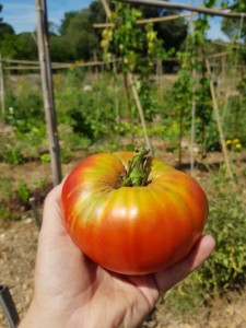 Une belle tomate bien ronde tenue en main devant les jardins.