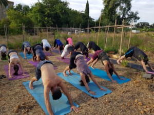 Une quinzaine de personnes en train de faire du Yoga. Ils et elles ont les pieds et mains au sol et les fesses levées en l'air.