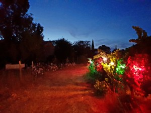 Chemin d'accès de l'Oasis bordé par des vignes dans lesquelles de ampoules de couleur créent un effet surréel.