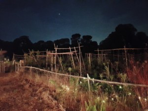 Le jardin est plongé dans l'obscurité. Seule la lumière de la paillote éclaire les premiers rangs de culture.