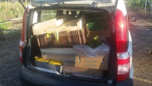 Coffre de voiture plein de cagettes de légumes issus du glanage.