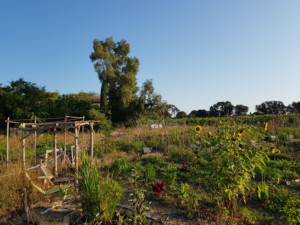 Vue d'ensemble du jardin n°1 avec ses planches verdoyantes et ses tournesols d'un jaune profond.