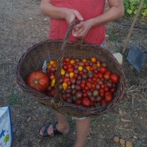 Panier plein de tomates de toutes tailles et couleurs.
