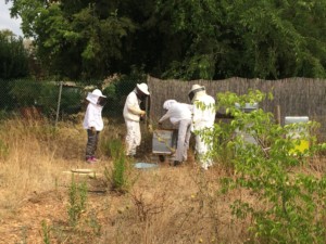 Quatre personnes en tenue de protection en train d'ouvrir une des ruches.
