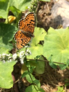 Papillon ocre et noir posé sur une fleur blanche et vu du dessus.