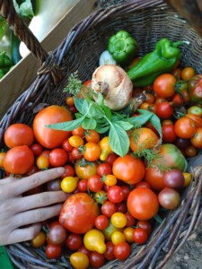 Gros plan sur le panier de légumes, ses tomates, poivrons et piments.