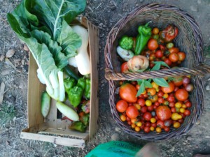 Une cagette et un panier de légumes fraîchement récoltés. Blettes, poivrons, piments, courges, tomates.