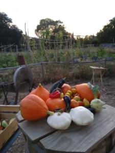 Tas de légumes sur une table. Potirons, pâtissons, tomates et aubergines.