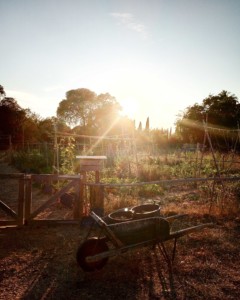 Prise de vue du jardin baigné dans un halo de lumière magnifique issu du soleil couchant.