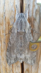 Papillon gris camouflé sur du bois d'une couleur très proche