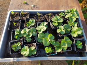 Vingtaine de godets occupés par des plants de fraisier.