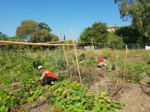Vue d'ensemble du jardin dans lequel travaillent les participants à la formation