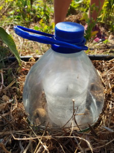 Récupération du haut d'un bidon d'eau et du bas d'une bouteille plastique pour créer une mini serre pour un plant