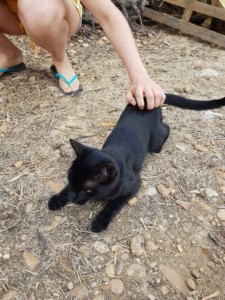 Un chat noir en train de se faire caresser