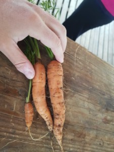 Une main posée sur trois carottes bien oranges.