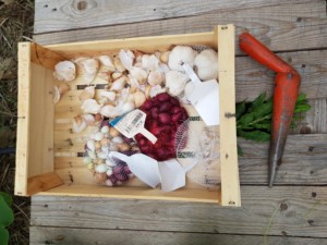 Plantoir en métal posé près d'une cagette pleine de sachets d'ails en tous genres