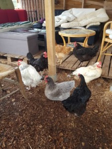 7 poules. 3 noires, 2 blanches, 1 grise et 1 ocre.
