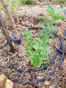 Pied d'un arbre présentant un rejet, une branche qui pousse depuis le bas du tronc au lieu du haut