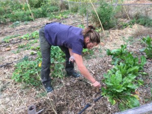 Personne en train de planter des gousses d'ail