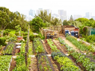 article-agriculture-urbaine-1200x769
